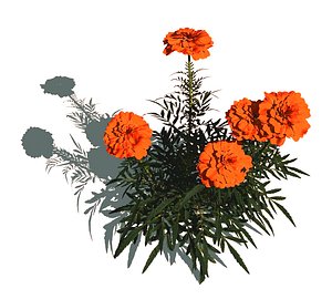 tagetes marigold flowers 3d model