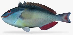 3d model redtail parrotfish