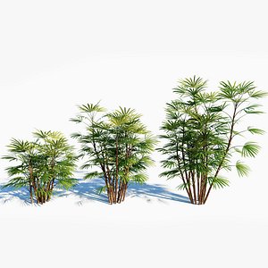 Rhapis humilis c 3D model