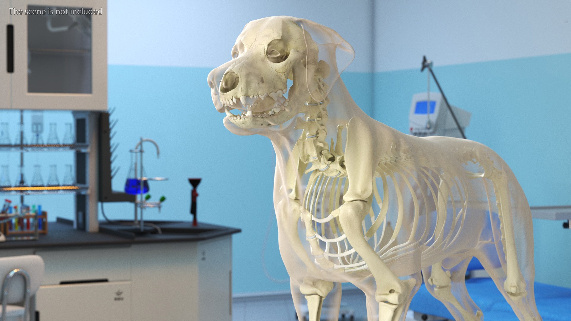 3D Dog Skeleton Anatomy With Translucent Shell Rigged For Cinema 4D ...