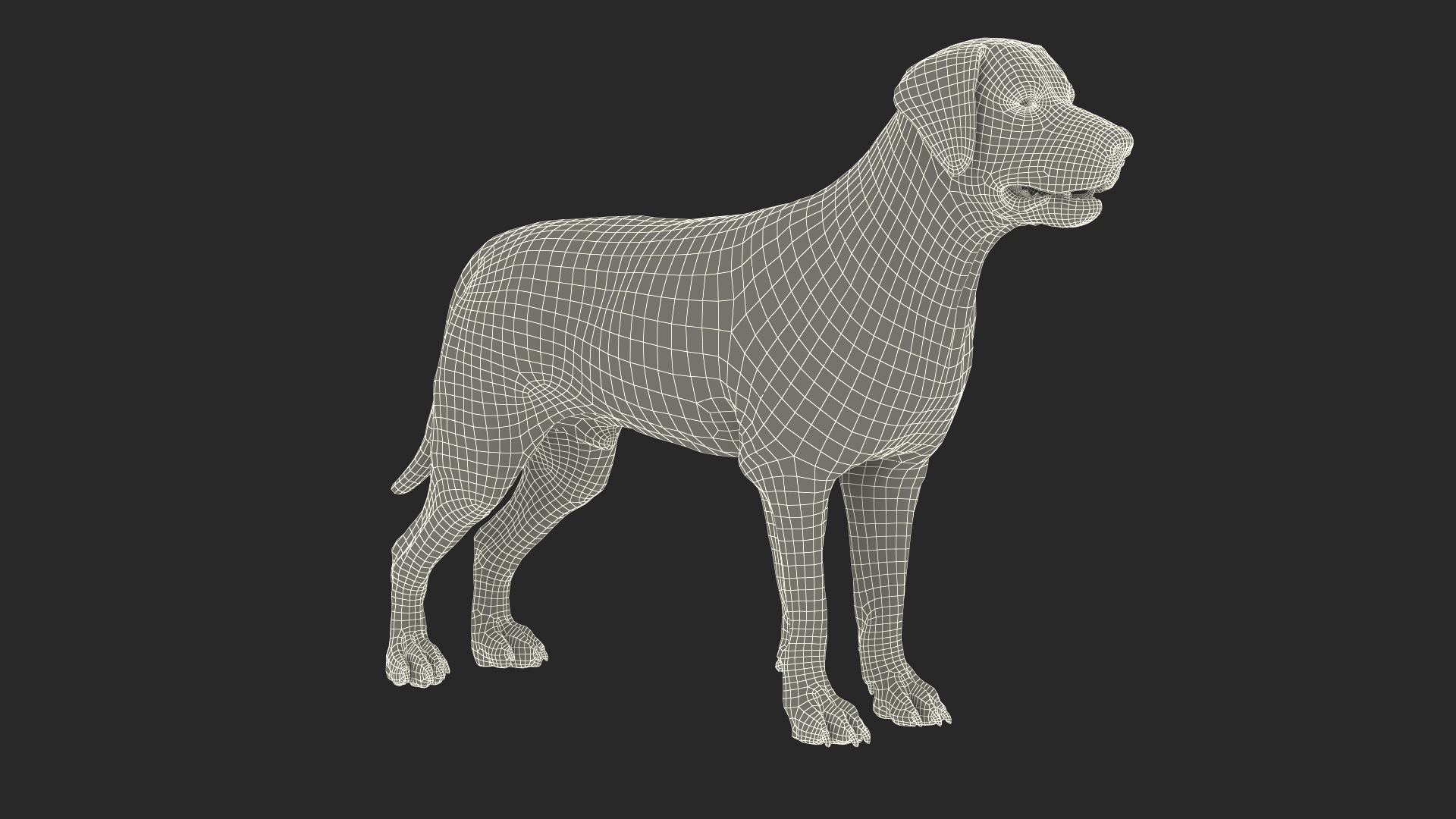 3D Dog Skeleton Anatomy With Translucent Shell Rigged For Cinema 4D ...