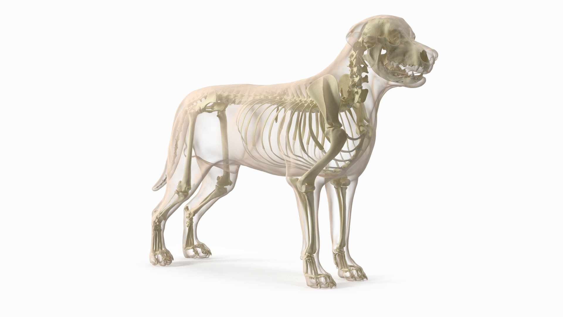 3D Dog Skeleton Anatomy With Translucent Shell Rigged For Cinema 4D ...