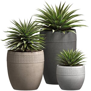 3D model Beautiful Decorative Agave plants in outdoor pots