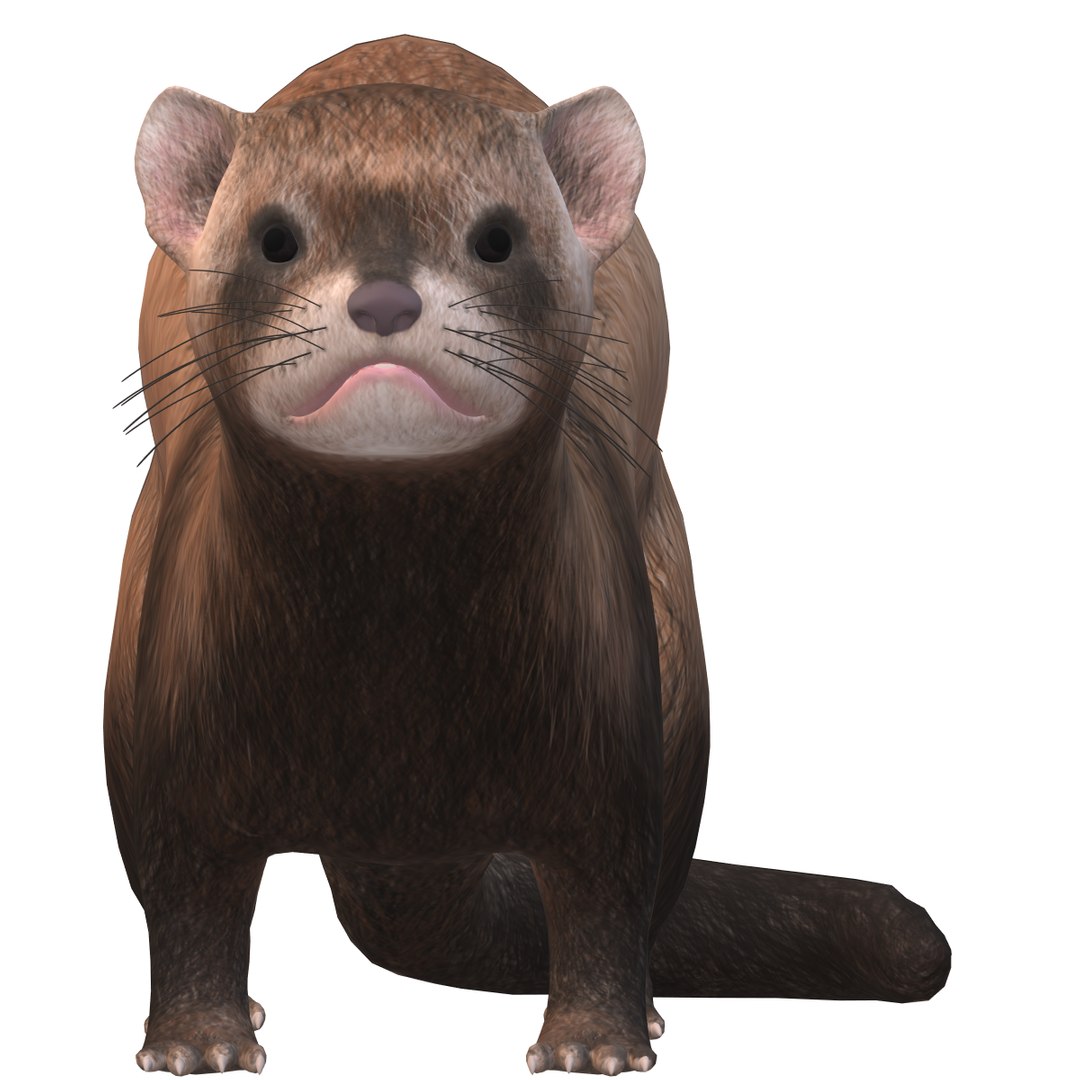 Ferret 3D Model - TurboSquid 2300739