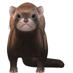 Ferret 3D model