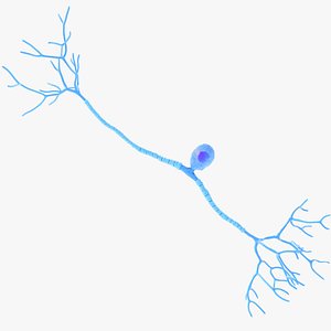 Pseudounipolar Neuron 3D