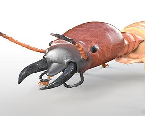 Termite Insect Rigged