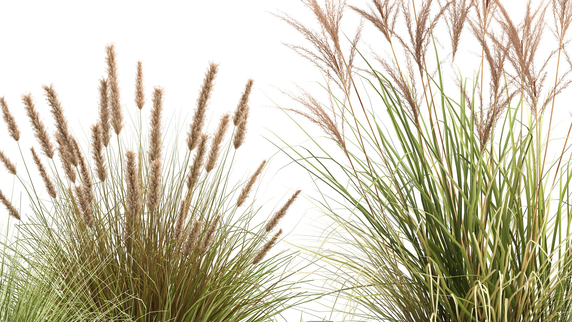 Reeds in a rusty Flowerpot for the interior 988 3D model https://p.turbosquid.com/ts-thumb/uI/V7PhOa/CG/1reeds0806202105/jpg/1623237974/1920x1080/fit_q87/fde391529c8040e40caeb4287ce15ce90207bb12/1reeds0806202105.jpg