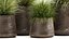 Reeds in a rusty Flowerpot for the interior 988
