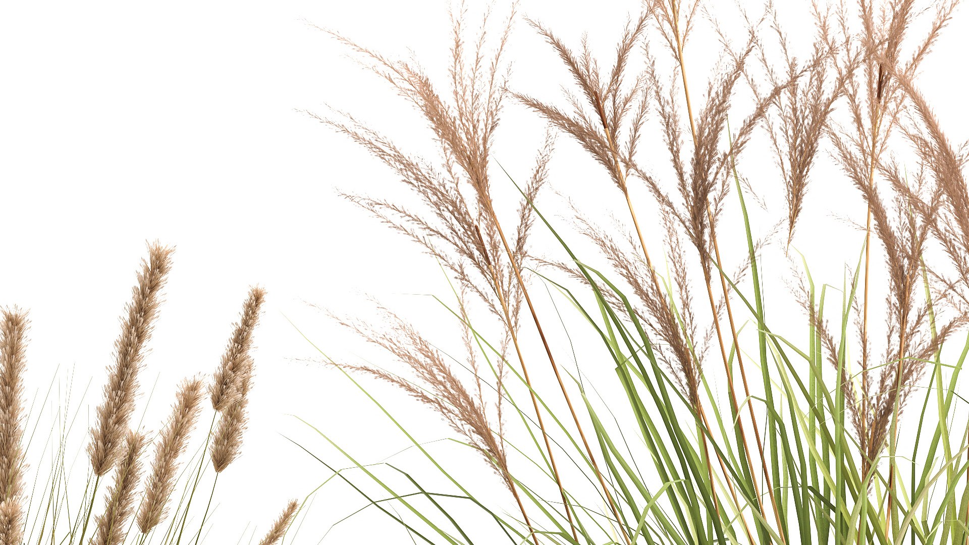 Reeds in a rusty Flowerpot for the interior 988 3D model https://p.turbosquid.com/ts-thumb/uI/V7PhOa/sf/1reeds0806202106/jpg/1623237968/1920x1080/fit_q87/9e94521d28274110a33e3423d06ccdcd32082ce7/1reeds0806202106.jpg