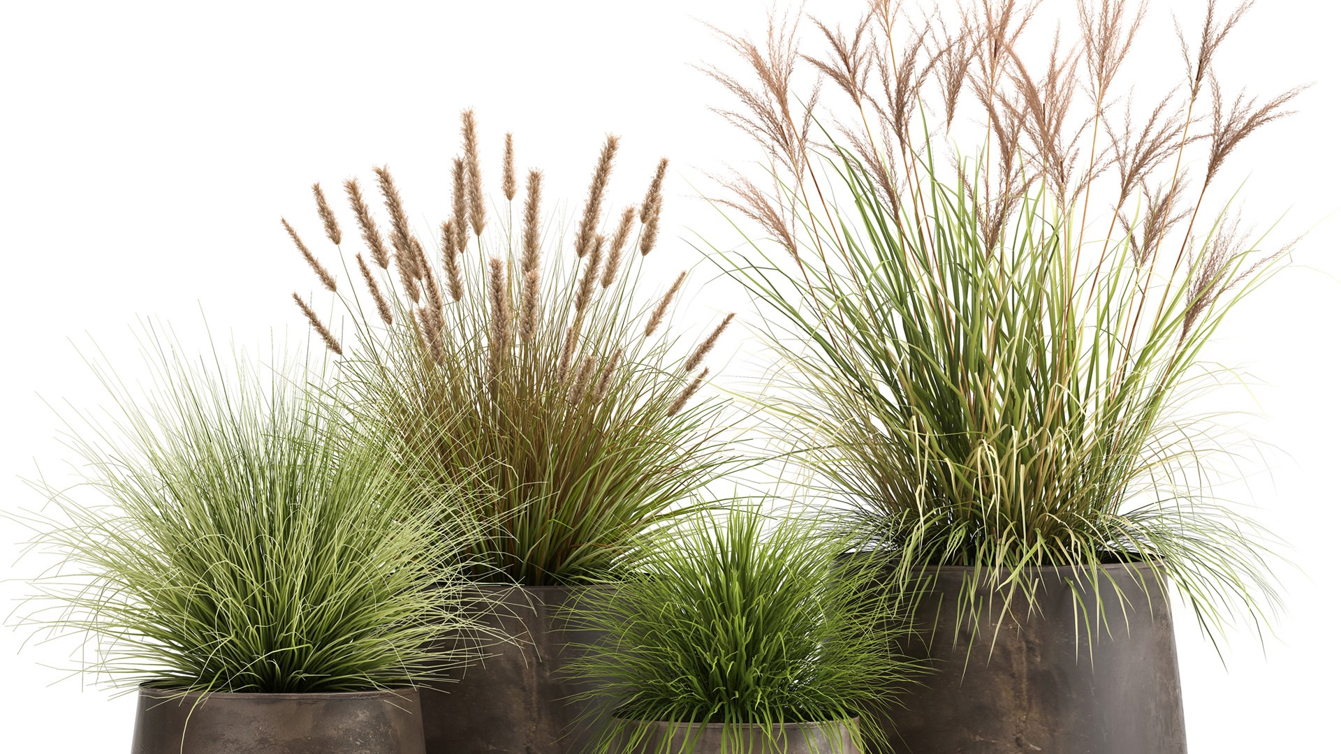 Reeds in a rusty Flowerpot for the interior 988 3D model https://p.turbosquid.com/ts-thumb/uI/V7PhOa/uS/1reeds0806202102/jpg/1623237969/1920x1080/fit_q87/530ec32bfb1bb3202bd9fb6f381cc6677e1de855/1reeds0806202102.jpg