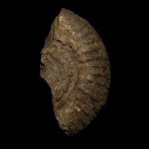 ammonites fossil 3d blend