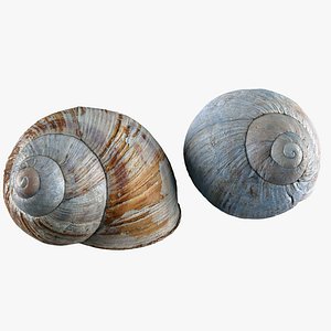 3D Snail Shell Models - Browse & Download Formats - TurboSquid