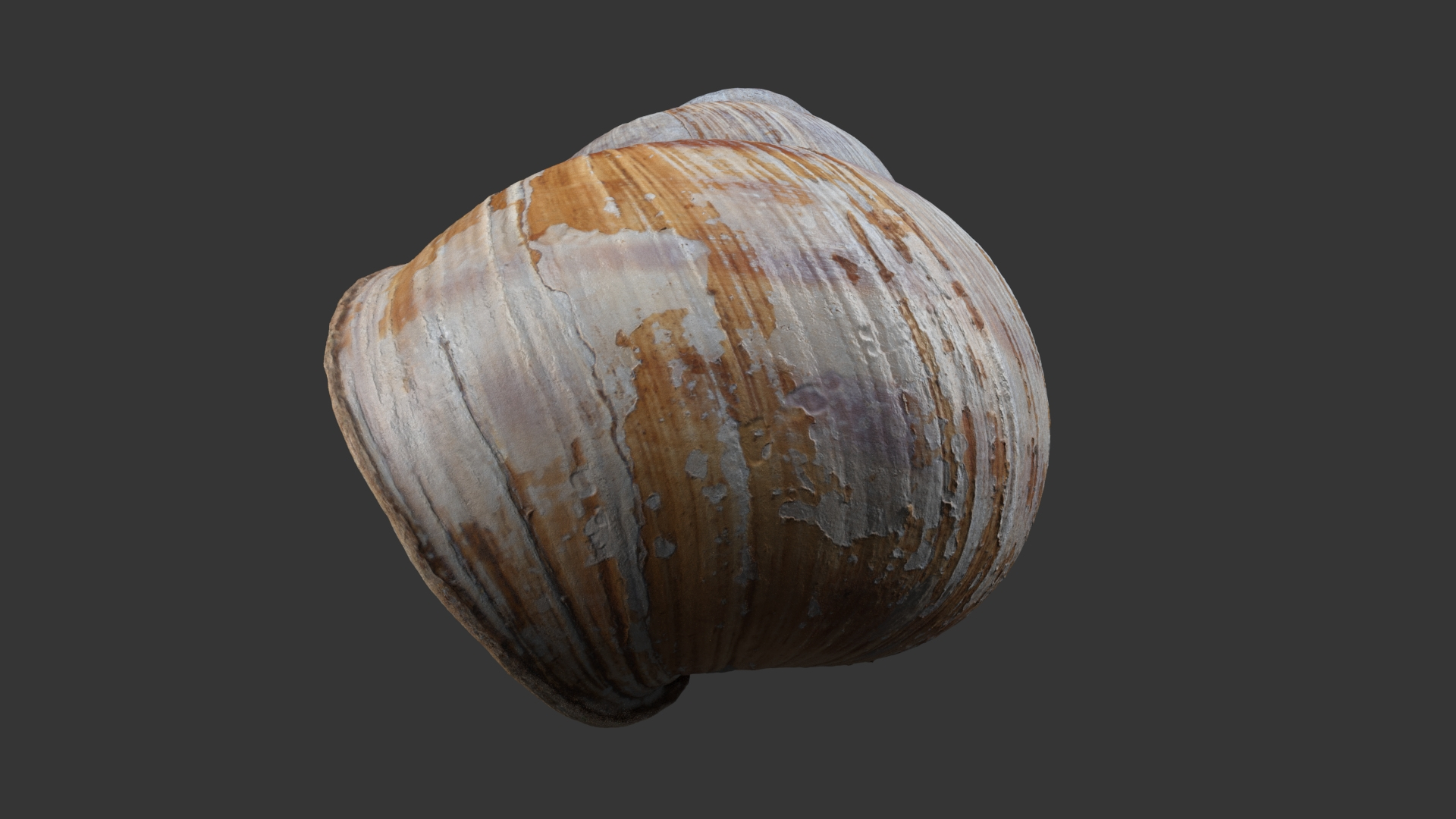 3D Snail Shell Model - TurboSquid 2074733