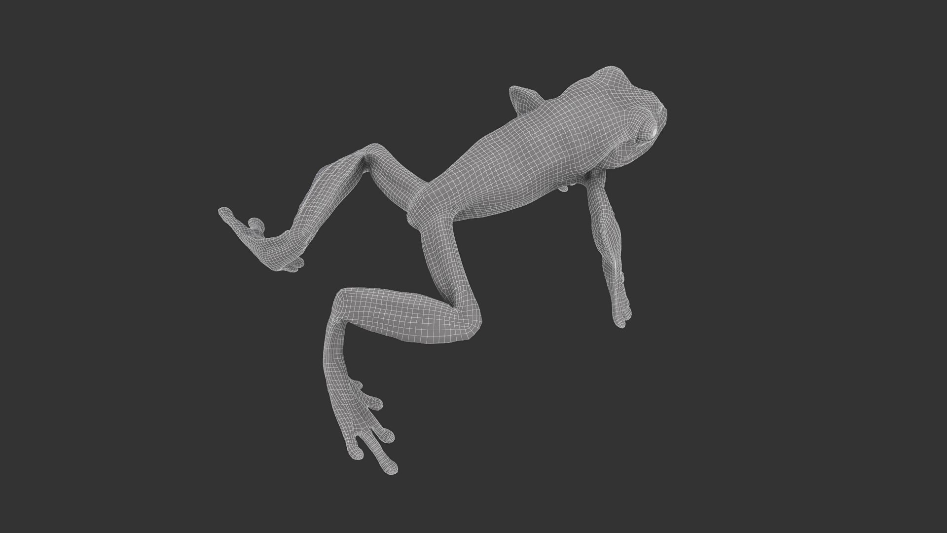 Splendid Leaf Frog Model - TurboSquid 2012444