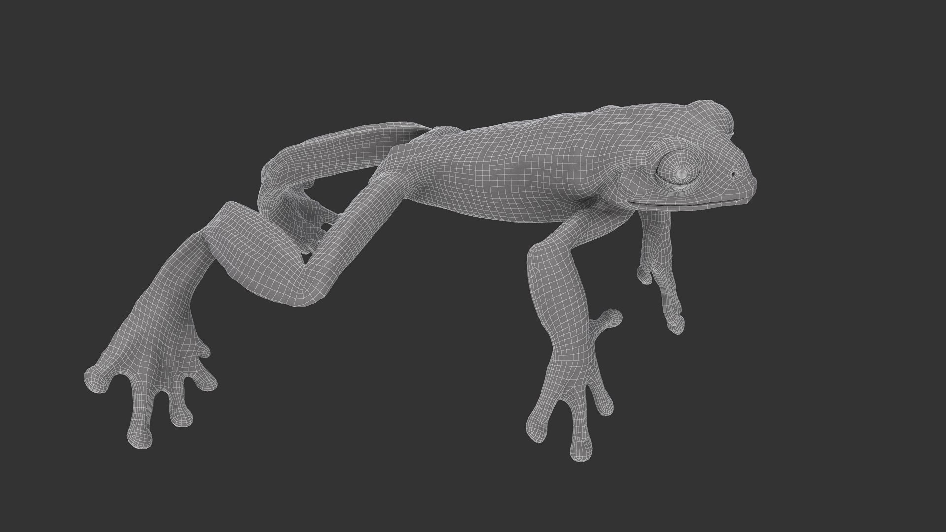 Splendid Leaf Frog Model - TurboSquid 2012444