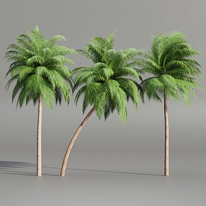 3D model Palm trees collection 195-Blender-3dmodel