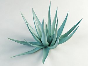 3d model of agave century plant
