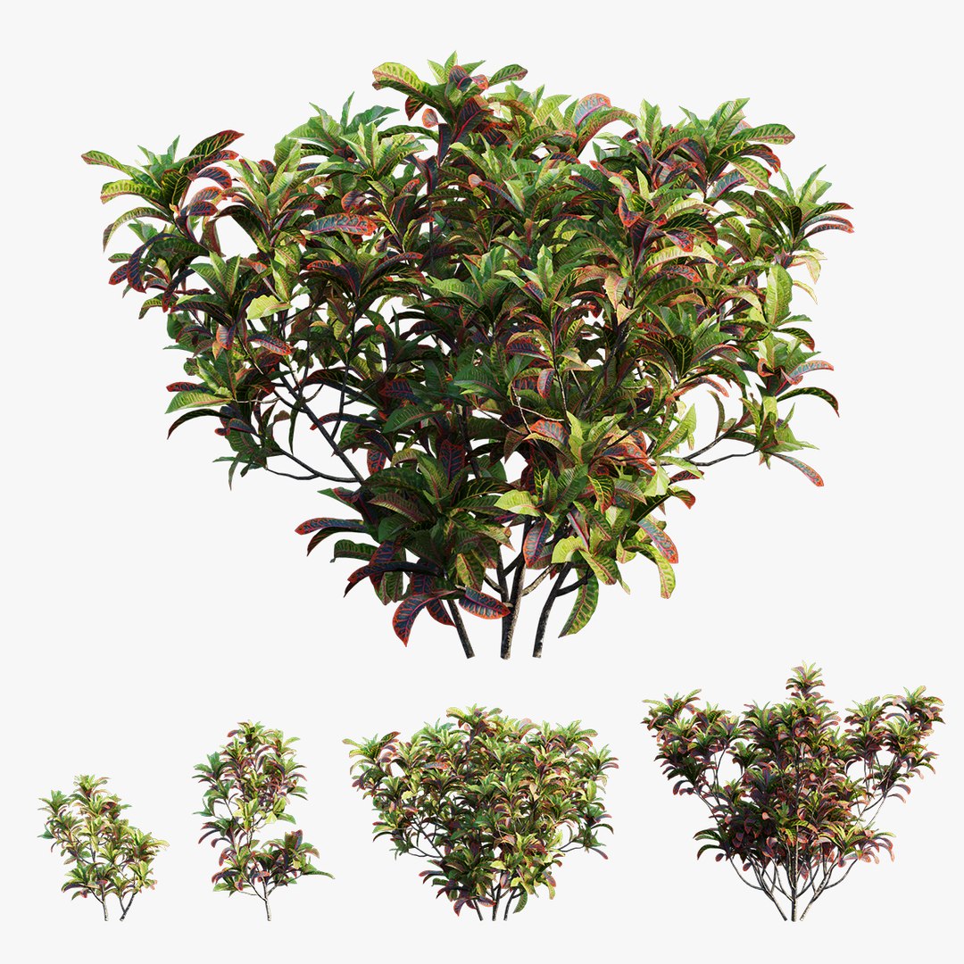 3D croton plant set 02 model https://p.turbosquid.com/ts-thumb/uJ/DEu1rE/2XXq3n6G/2/jpg/1603567222/1920x1080/fit_q87/0ca2be96e256bf3278c4b336ad822c171c37578c/2.jpg