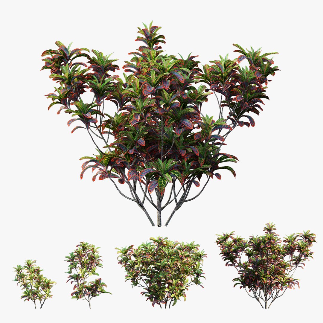 3D croton plant set 02 model https://p.turbosquid.com/ts-thumb/uJ/DEu1rE/CgsPFGL3/4/jpg/1603567222/1920x1080/fit_q87/1020010ca24f8afba80018de3f4a910d0c2bf65b/4.jpg
