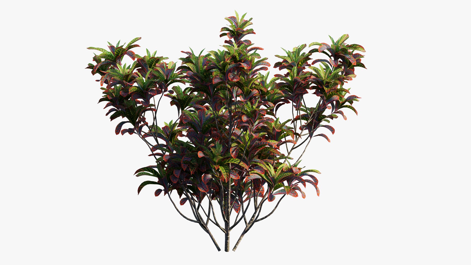 3D croton plant set 02 model https://p.turbosquid.com/ts-thumb/uJ/DEu1rE/PkFeVL9Y/11/jpg/1603567325/1920x1080/fit_q87/9a2be2ce63914eb8a3d3e84e48f61dc43144bacf/11.jpg