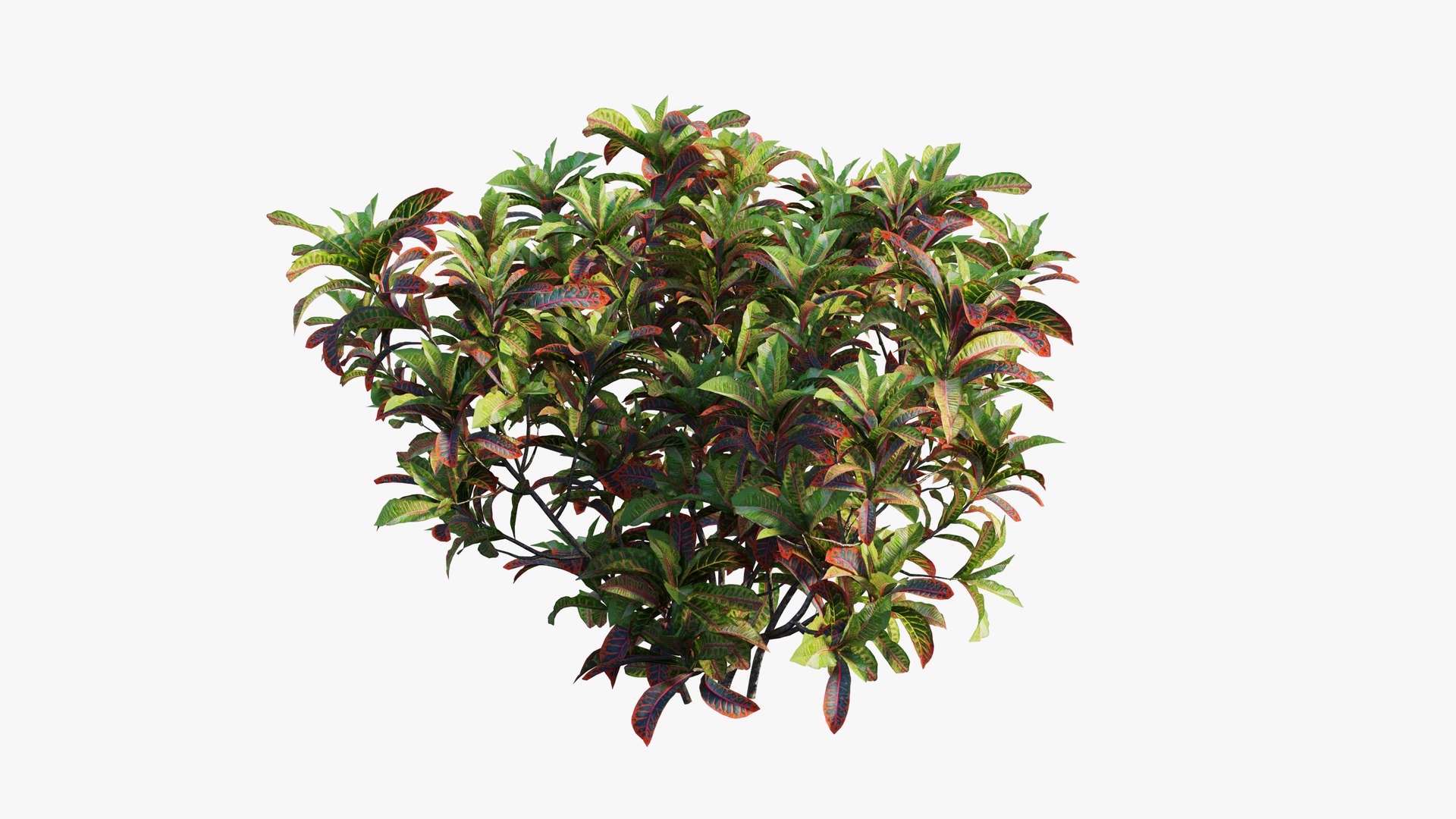 3D croton plant set 02 model https://p.turbosquid.com/ts-thumb/uJ/DEu1rE/QxBALYSO/9/jpg/1603567324/1920x1080/fit_q87/1859963ff4b7d62e8b8069351357165c209e71e2/9.jpg