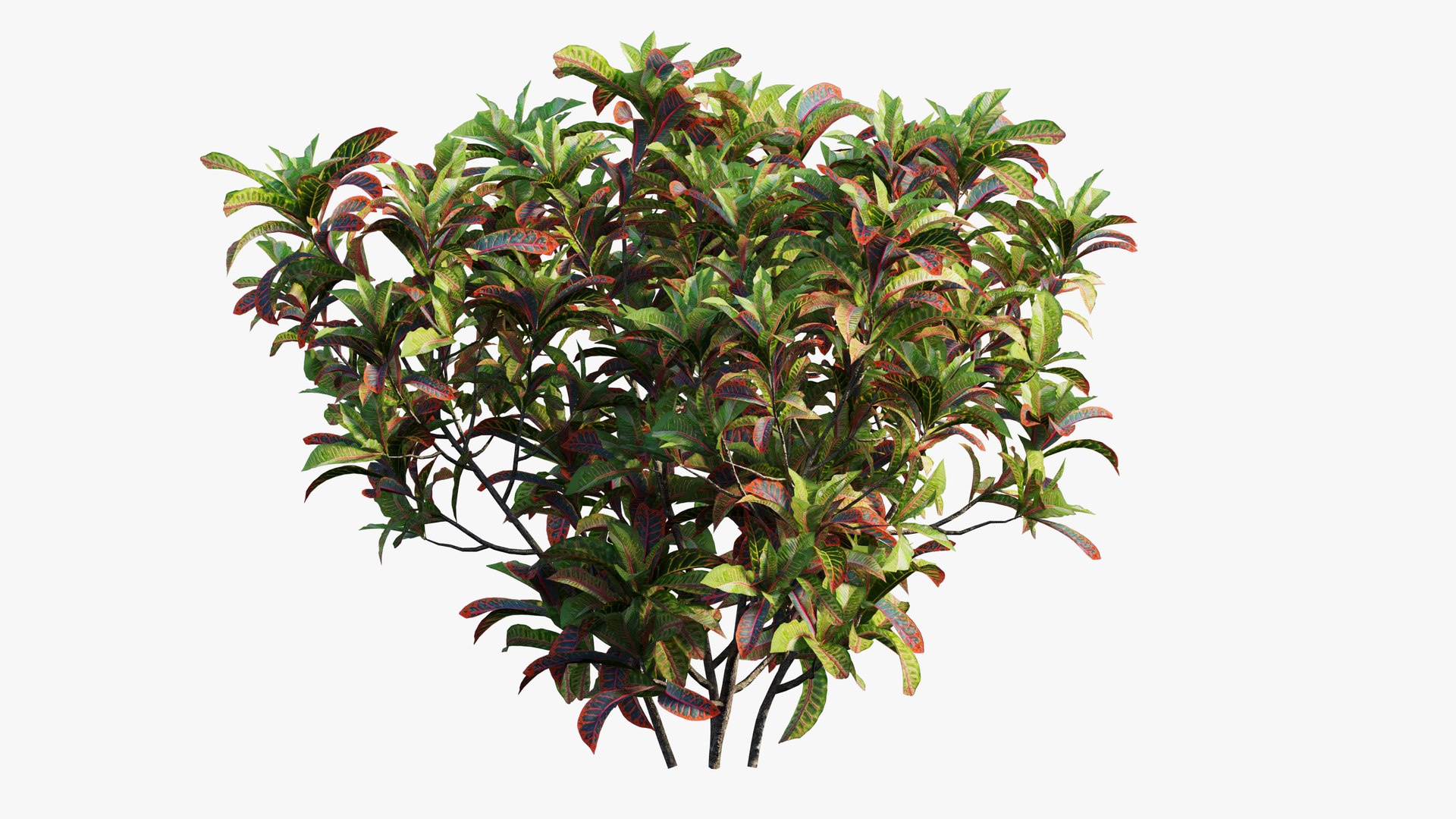 3D croton plant set 02 model https://p.turbosquid.com/ts-thumb/uJ/DEu1rE/VoipXpVE/10/jpg/1603567325/1920x1080/fit_q87/6b95433f0a24c39df1d63be79640214bb32277c9/10.jpg