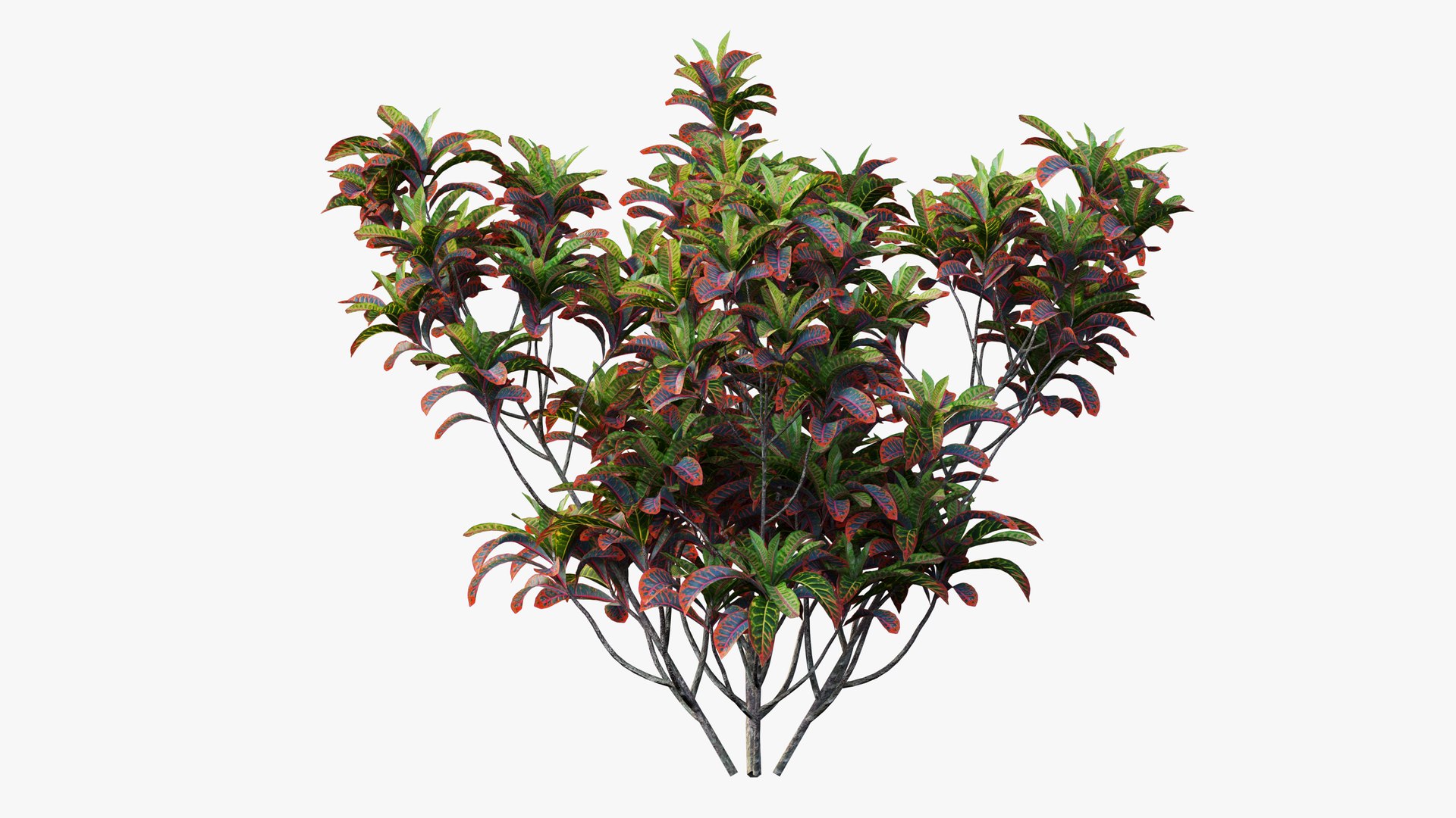 3D croton plant set 02 model https://p.turbosquid.com/ts-thumb/uJ/DEu1rE/caso6XOk/12/jpg/1603567326/1920x1080/fit_q87/82ca946da4932ed0a50e785f28660f375eee083c/12.jpg