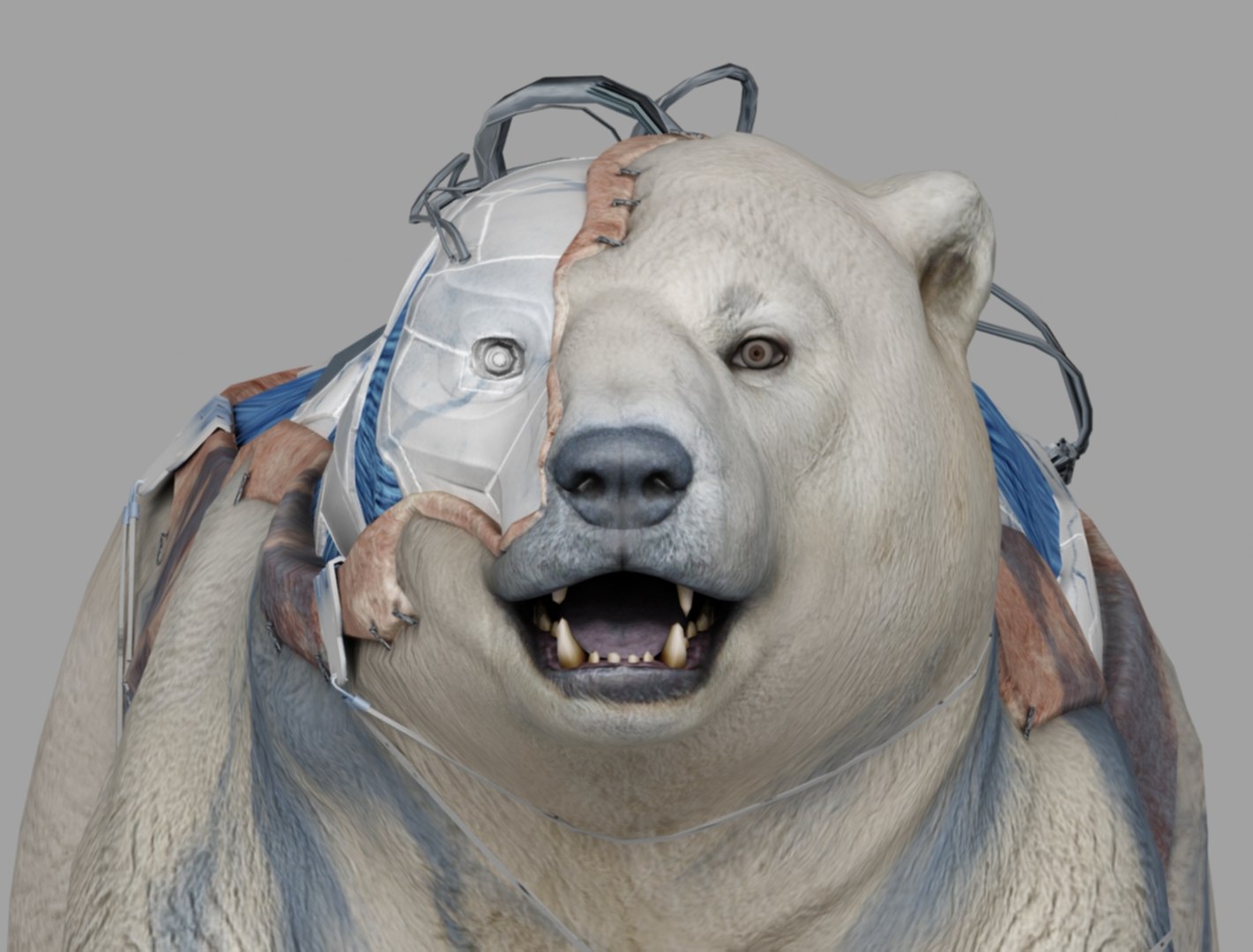3D Bear Animation Model - TurboSquid 1569977