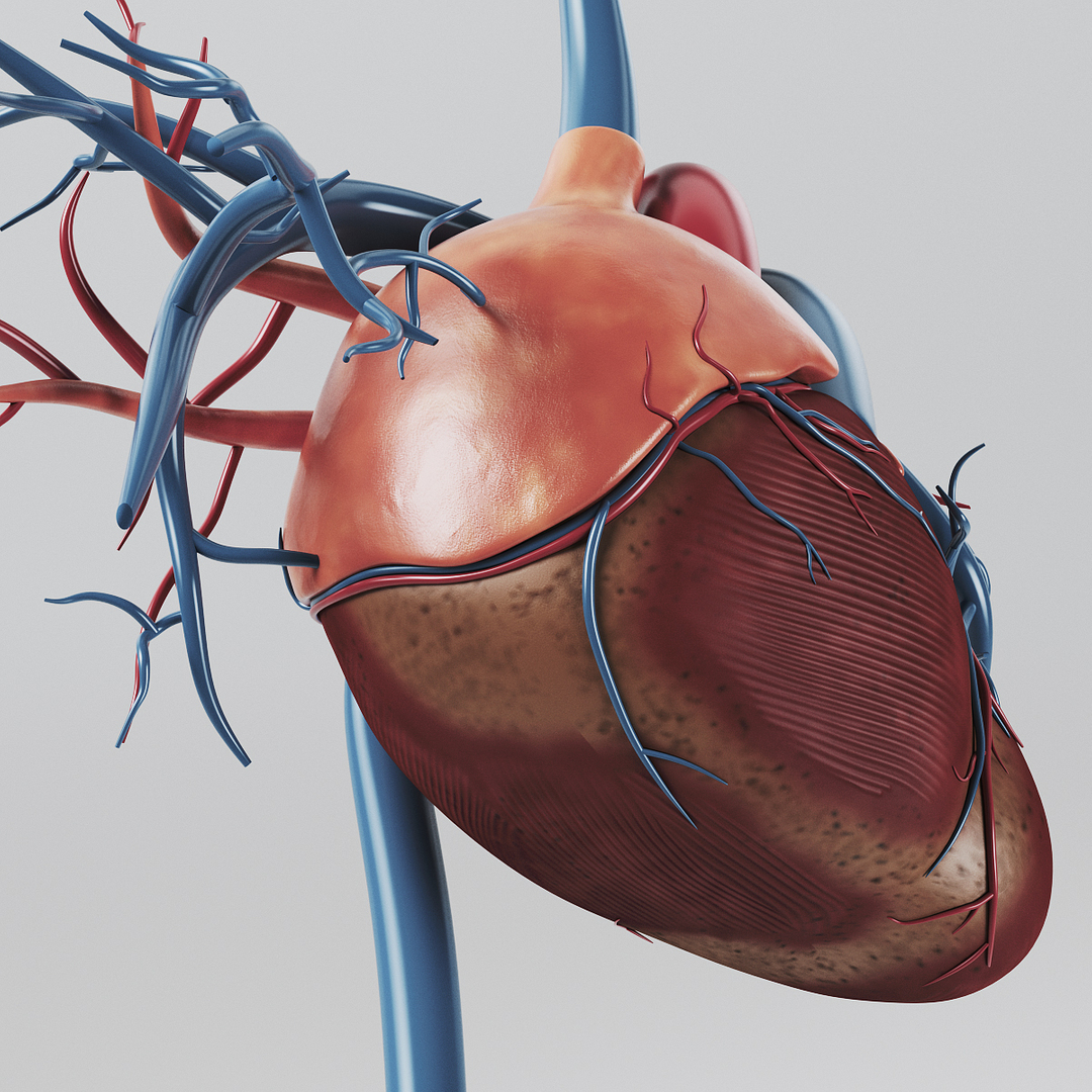 human heart - internal anatomy 3d model