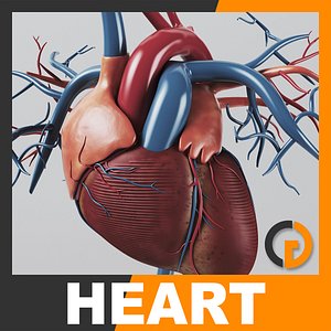 Human Heart - Anatomy