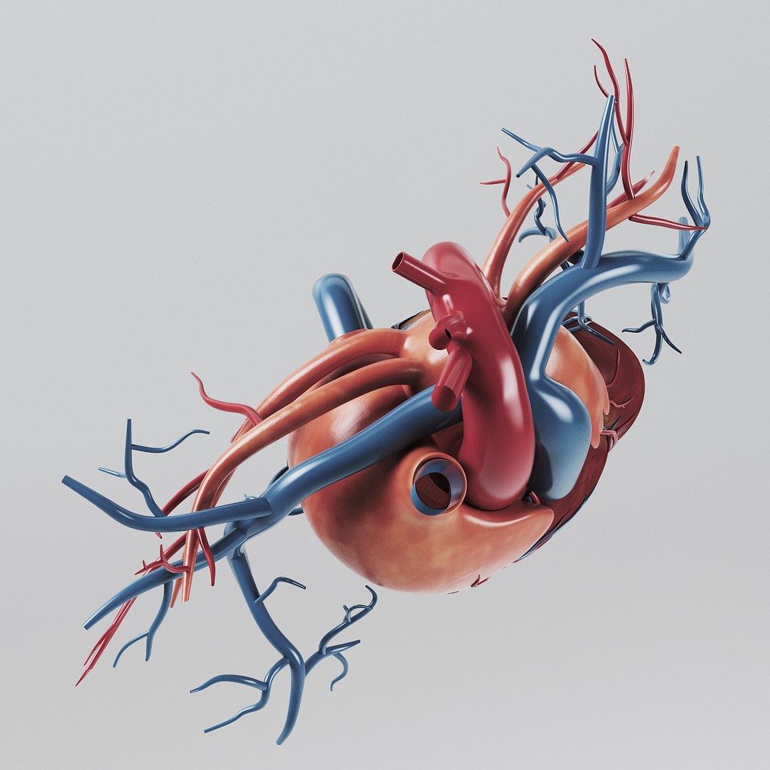 Human Heart - Internal Anatomy 3d Model