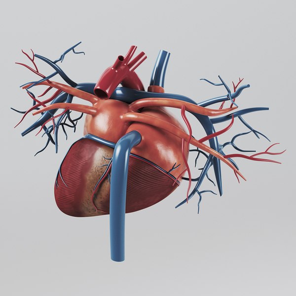 human heart - internal anatomy 3d model