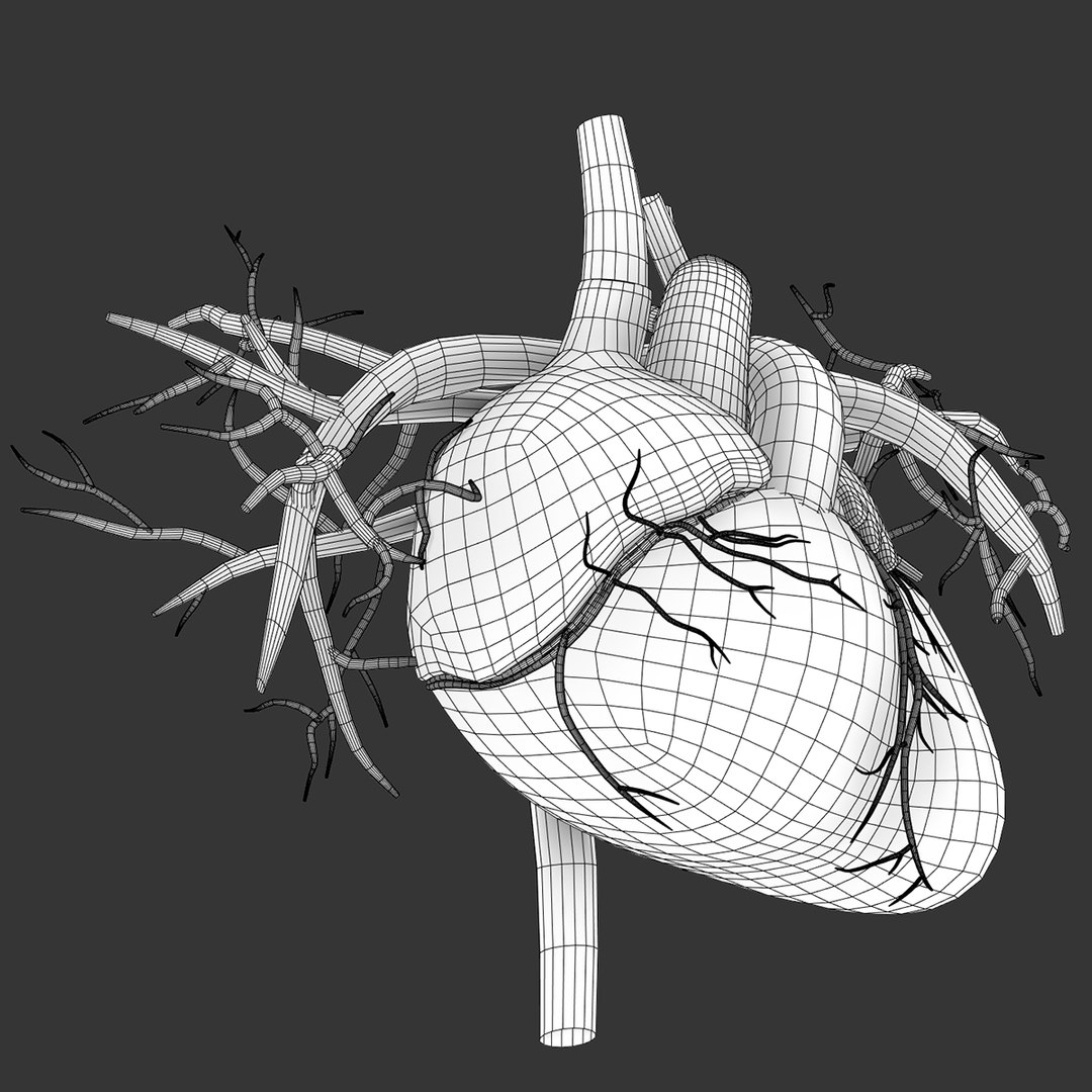 Human Heart Internal Anatomy 3d Model