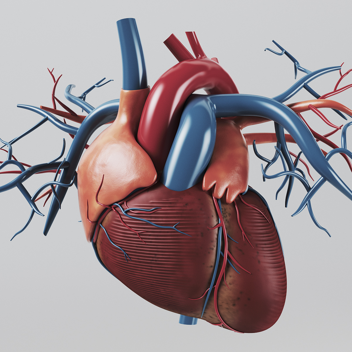 human heart - internal anatomy 3d model