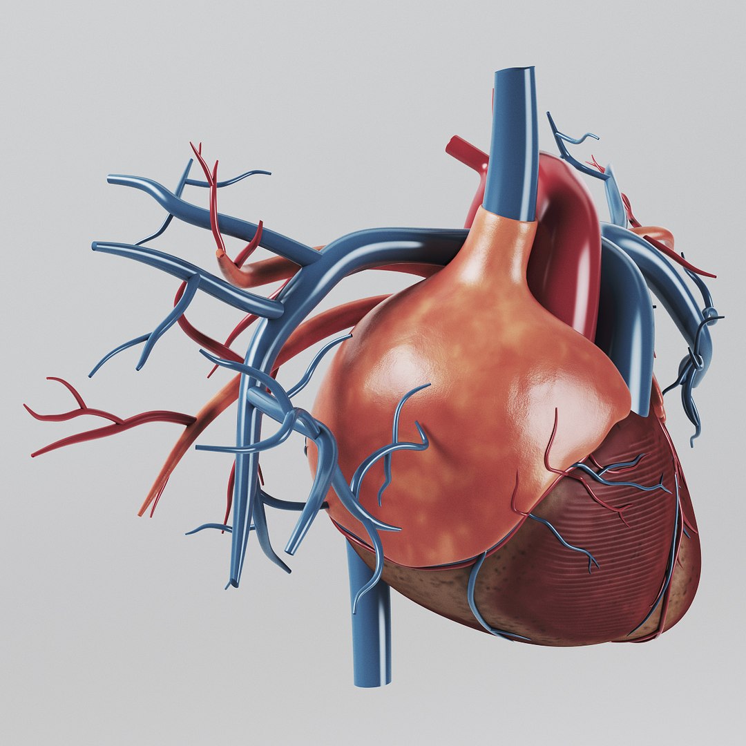 human heart - internal anatomy 3d model