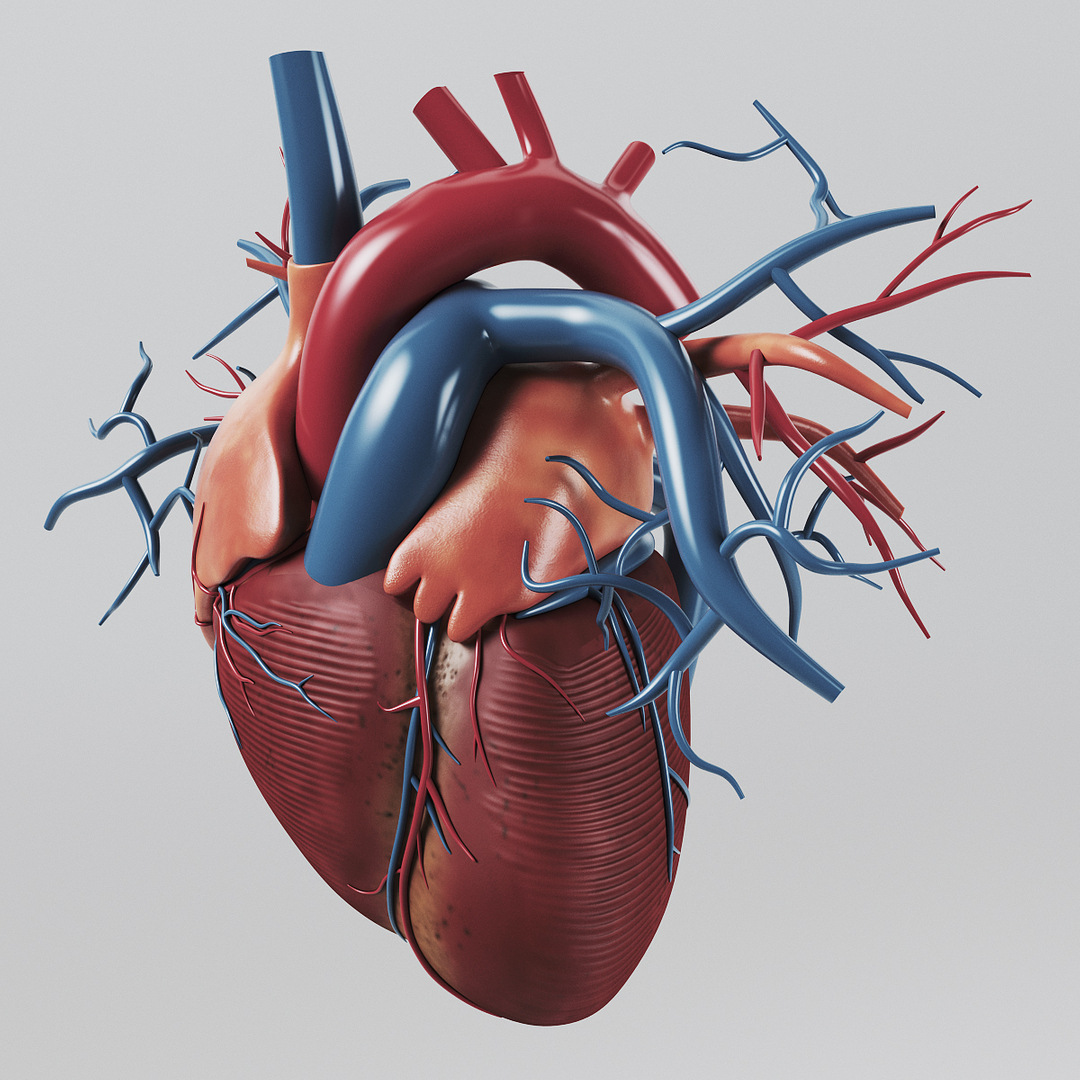 How To Make A 3d Heart Model