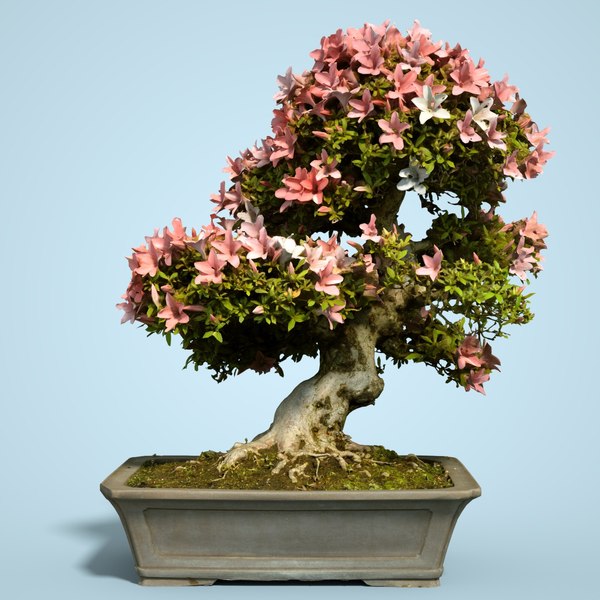 3D satsuki bonsai tree blossom - TurboSquid 1163835