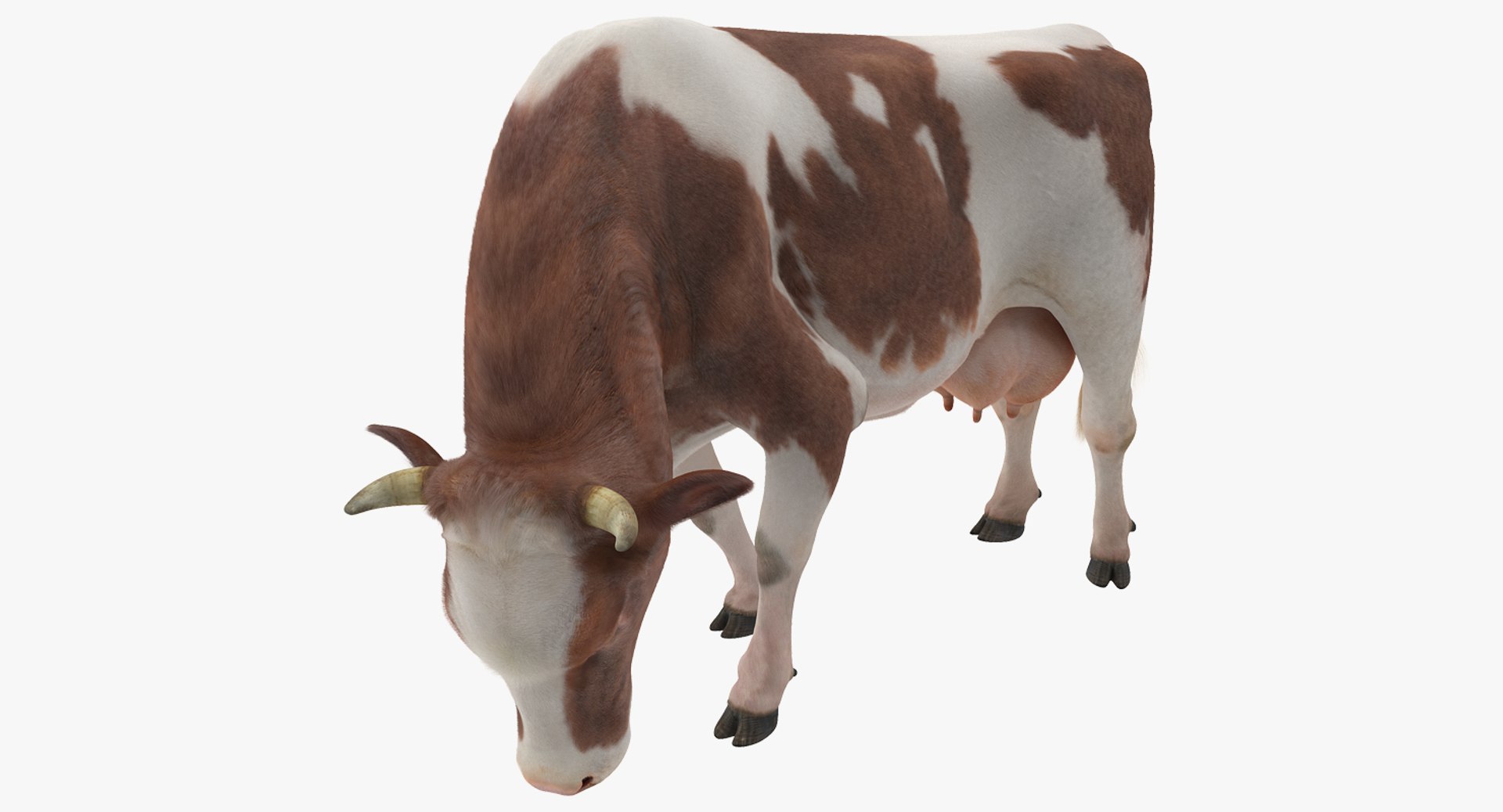 Holstein Cow Eating Pose with Fur 3D Model 3D model preview