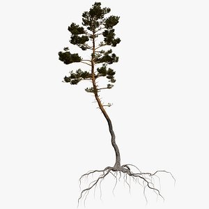 3D pine tree 5
