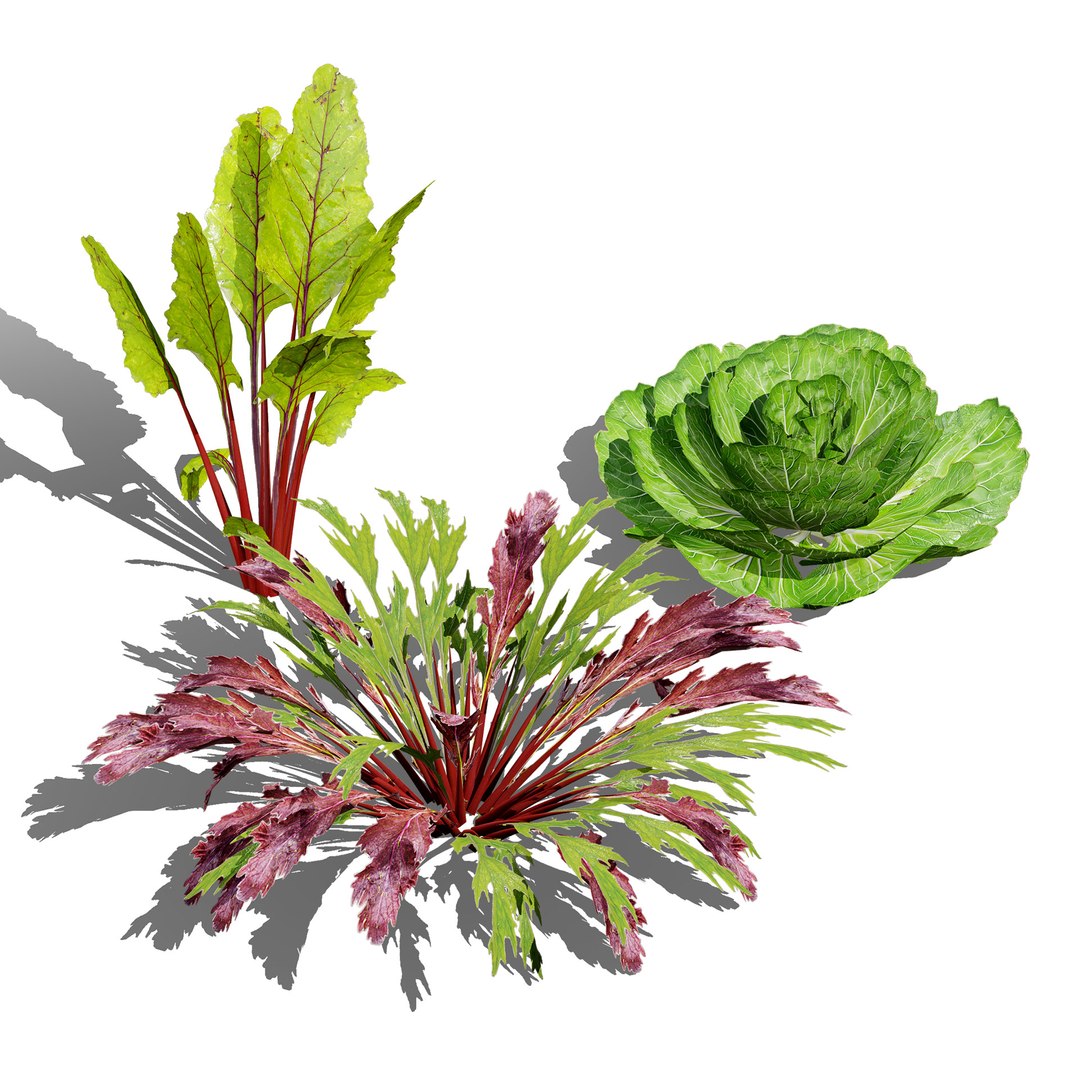 British Hemp-Agrimony and Wildflower 3D Asset Bundle 3D https://p.turbosquid.com/ts-thumb/uJ/Xme5DK/B0/leafygreenplants2/jpg/1777670047/1920x1080/fit_q87/456f793d8cf41a567a8becfe148a1fd20a6618b9/leafygreenplants2.jpg