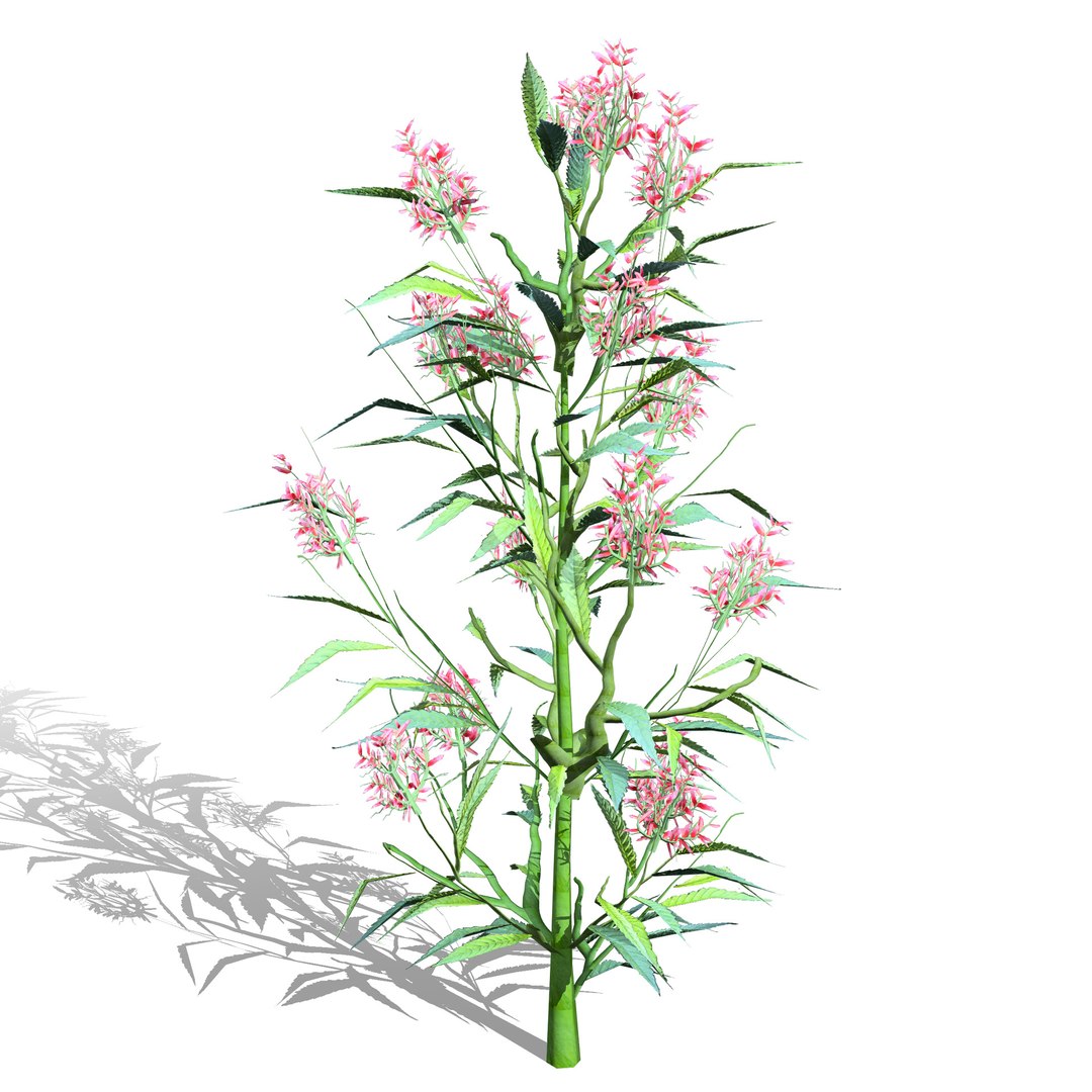 British Hemp-Agrimony and Wildflower 3D Asset Bundle 3D https://p.turbosquid.com/ts-thumb/uJ/Xme5DK/pW/britishhempagrimony3dmodelpack3/jpg/1777670026/1920x1080/fit_q87/80cb5410d5e069f43461fe0be89964c4fa71addd/britishhempagrimony3dmodelpack3.jpg