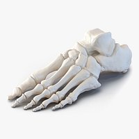 Human Foot Bones
