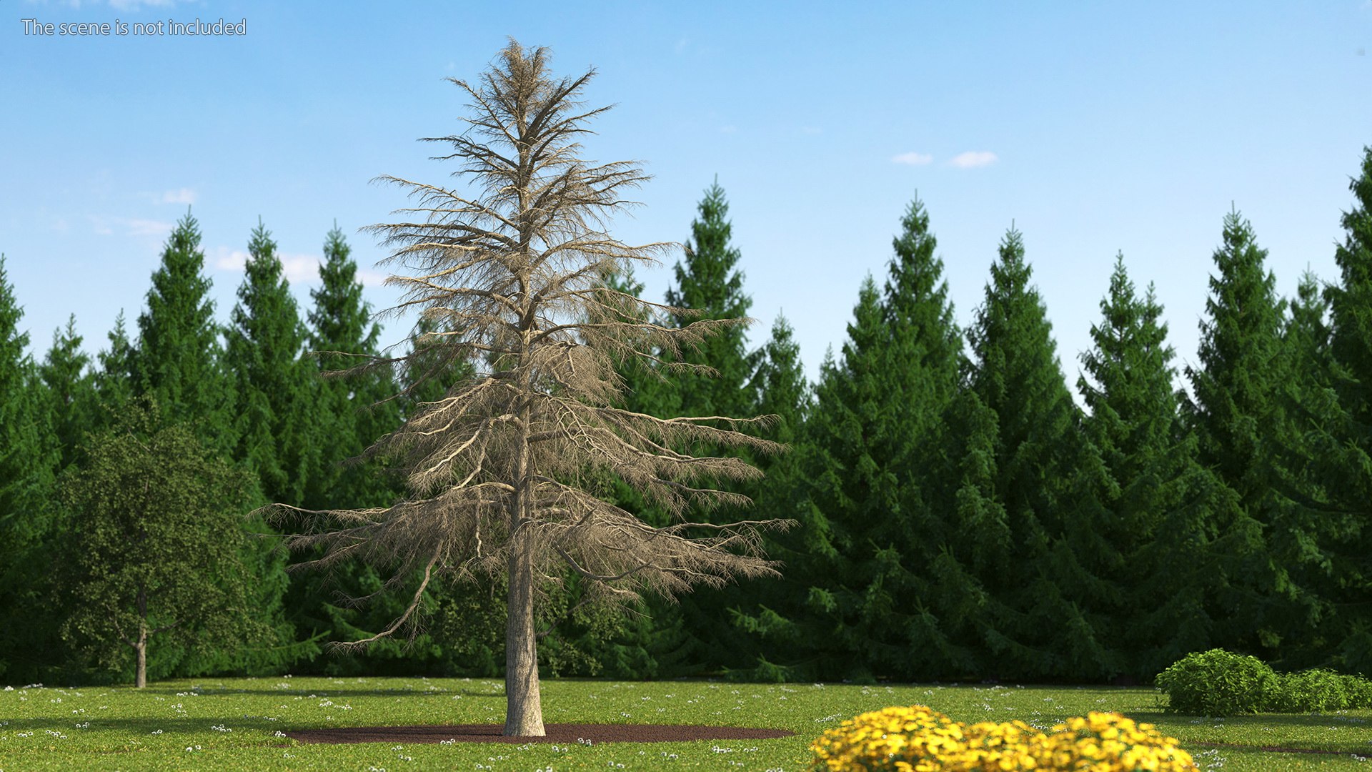 3D Cedrus Libani Trunk https://p.turbosquid.com/ts-thumb/uJ/hLHtr4/0w/cedruslibanitrunkc4dmodel002/jpg/1631686624/1920x1080/fit_q87/e933c3604da855c3dabe93f1882e319f182eadd9/cedruslibanitrunkc4dmodel002.jpg