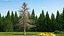 Cedrus Libani Trunk