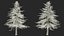 Cedrus Libani Trunk
