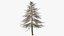 Cedrus Libani Trunk