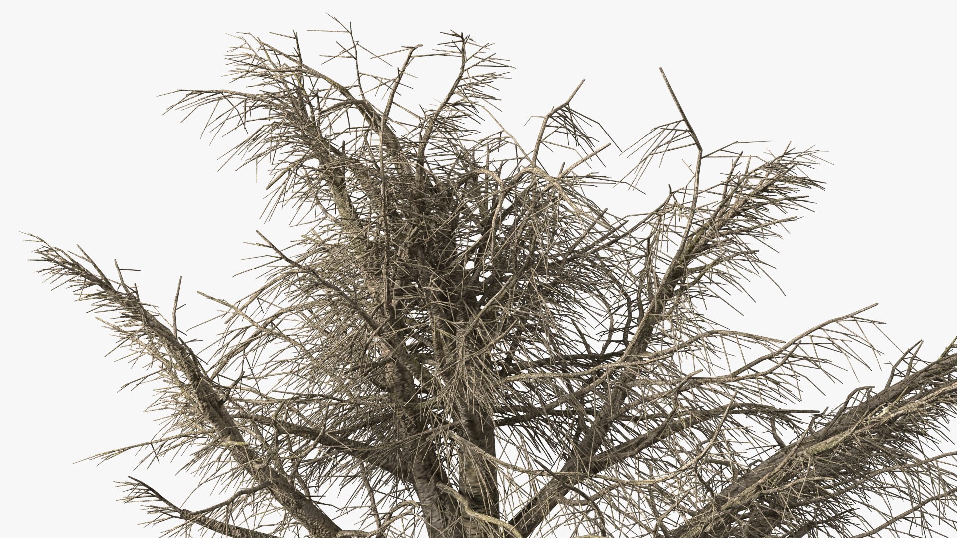 3D Cedrus Libani Trunk https://p.turbosquid.com/ts-thumb/uJ/hLHtr4/Ct/cedruslibanitrunkc4dmodel014/jpg/1631686679/1920x1080/fit_q87/130edb0cd61241028534e316f9525912dfdcd4e4/cedruslibanitrunkc4dmodel014.jpg