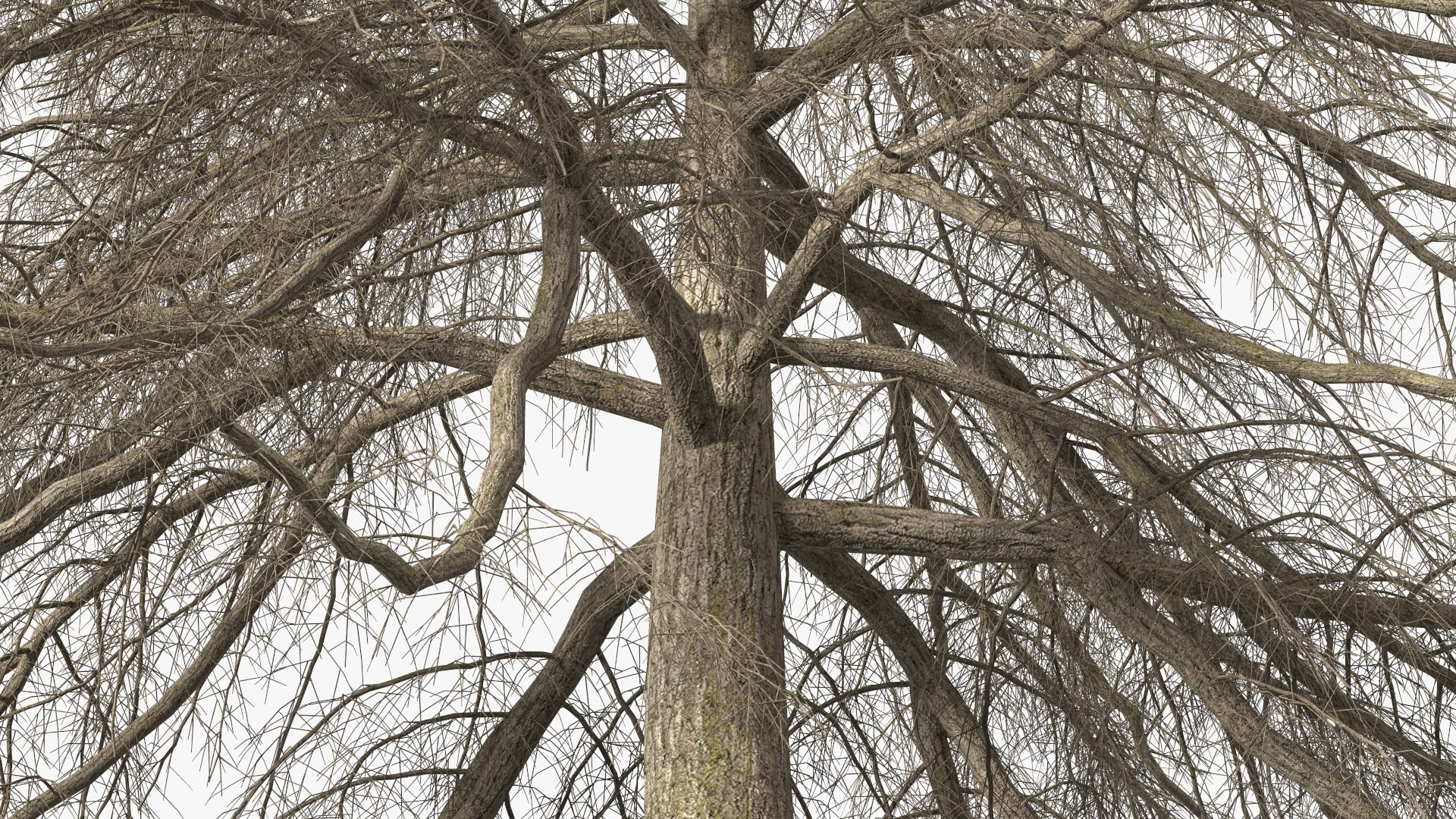 3D Cedrus Libani Trunk https://p.turbosquid.com/ts-thumb/uJ/hLHtr4/DI/cedruslibanitrunkc4dmodel012/jpg/1631686673/1920x1080/fit_q87/d880d4c0baaa273dd949604edd700056325b8735/cedruslibanitrunkc4dmodel012.jpg