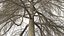 Cedrus Libani Trunk